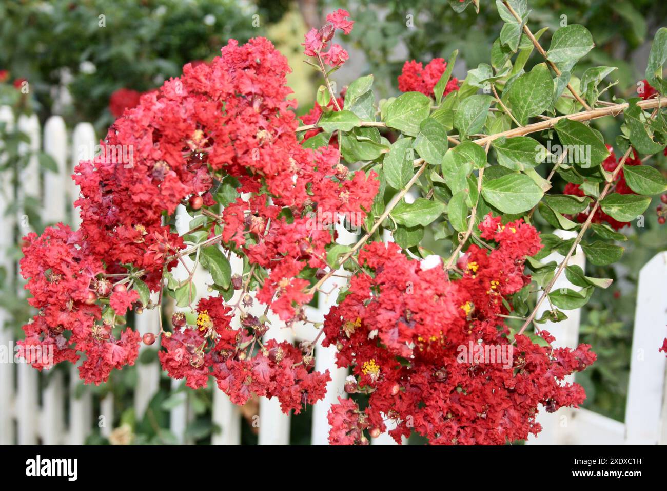 Carmin (rouge) myrte de Crape coloré (Lagerstroemia indica) en fleurs : (pix Sanjiv Shukla) Banque D'Images