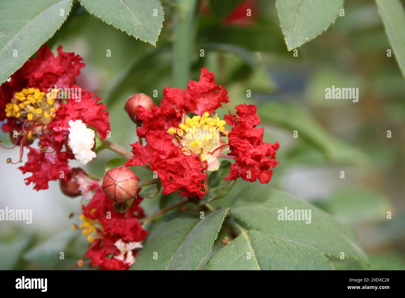 Carmin (rouge) myrte de Crape coloré (Lagerstroemia indica) en fleurs : (pix Sanjiv Shukla) Banque D'Images