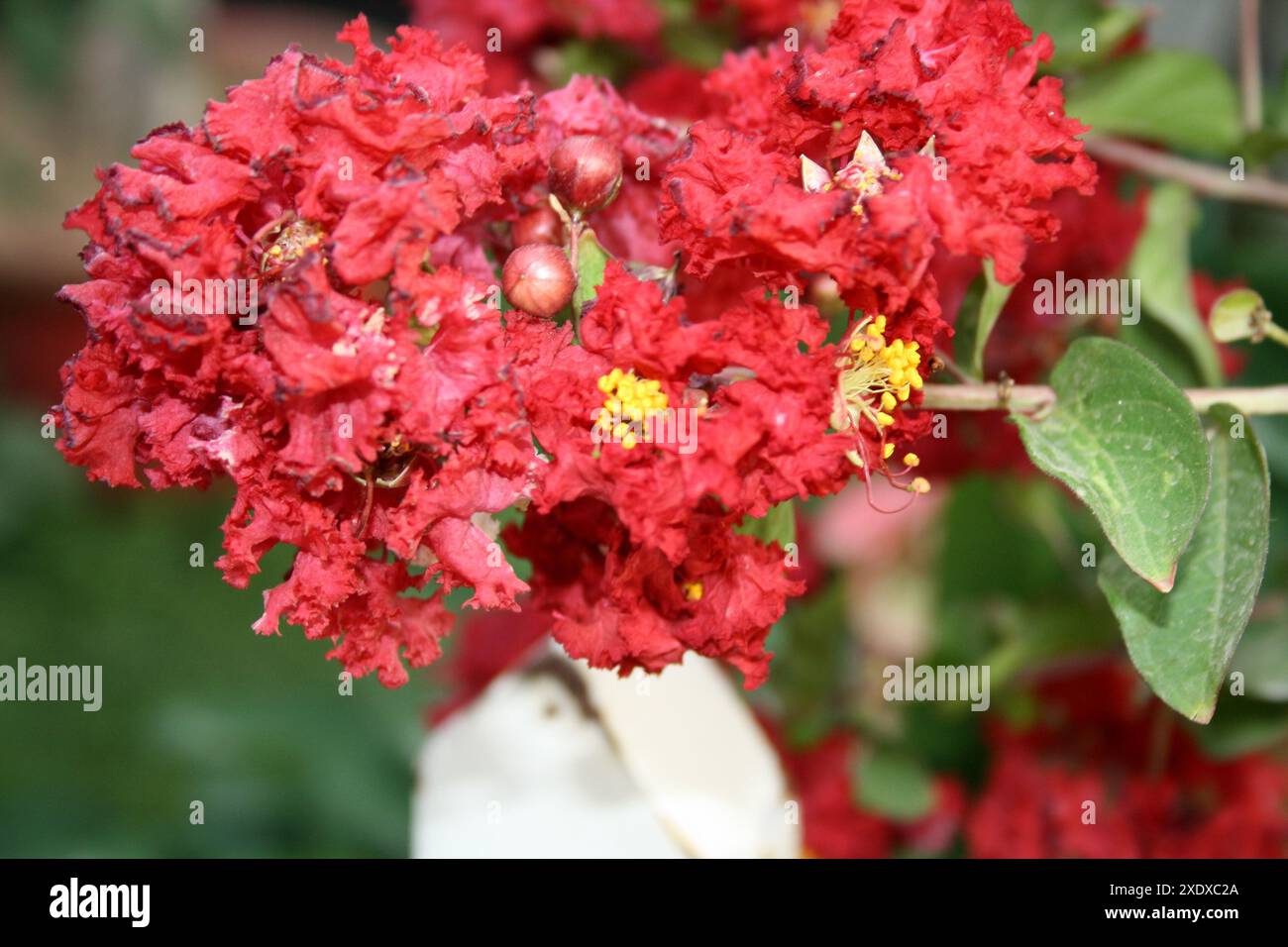 Carmin (rouge) myrte de Crape coloré (Lagerstroemia indica) en fleurs : (pix Sanjiv Shukla) Banque D'Images
