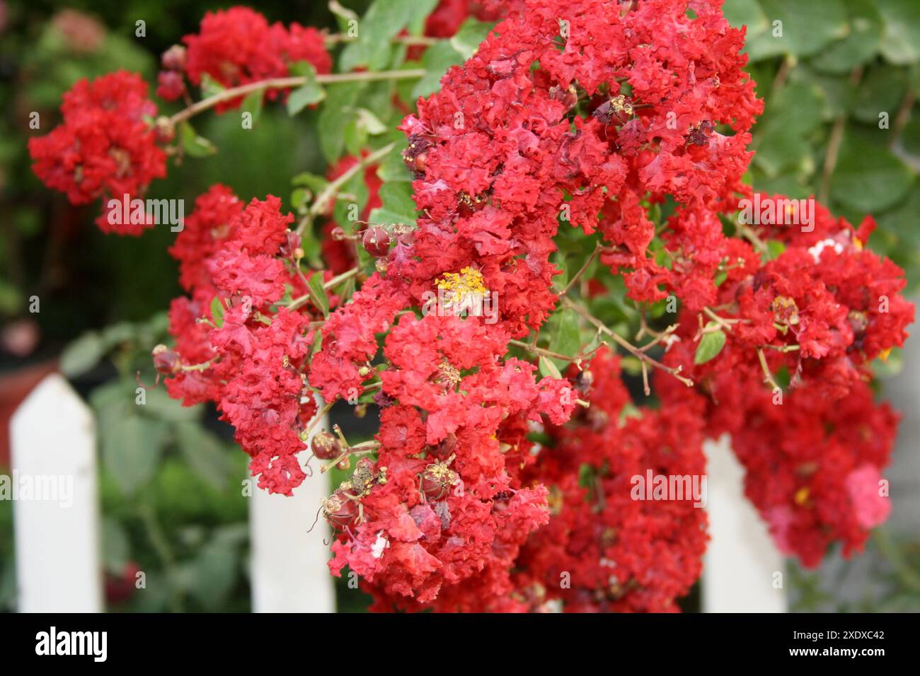 Carmin (rouge) myrte de Crape coloré (Lagerstroemia indica) en fleurs : (pix Sanjiv Shukla) Banque D'Images