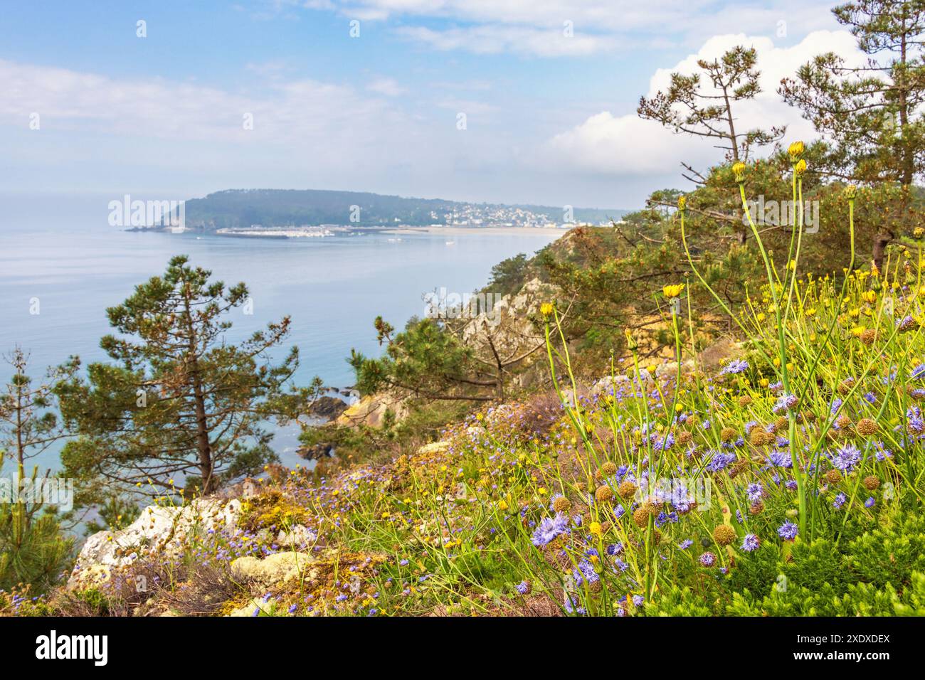 Côte rocheuse en Bretagne avec fleurs sauvages en fleurs Banque D'Images