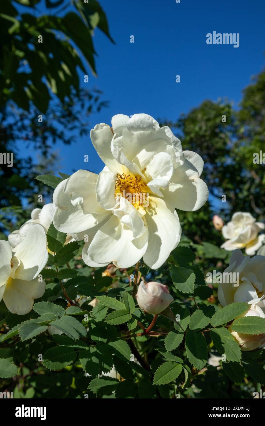 Rose blanche finlandaise floraison, Rosa spinosissima 'Plena' Banque D'Images