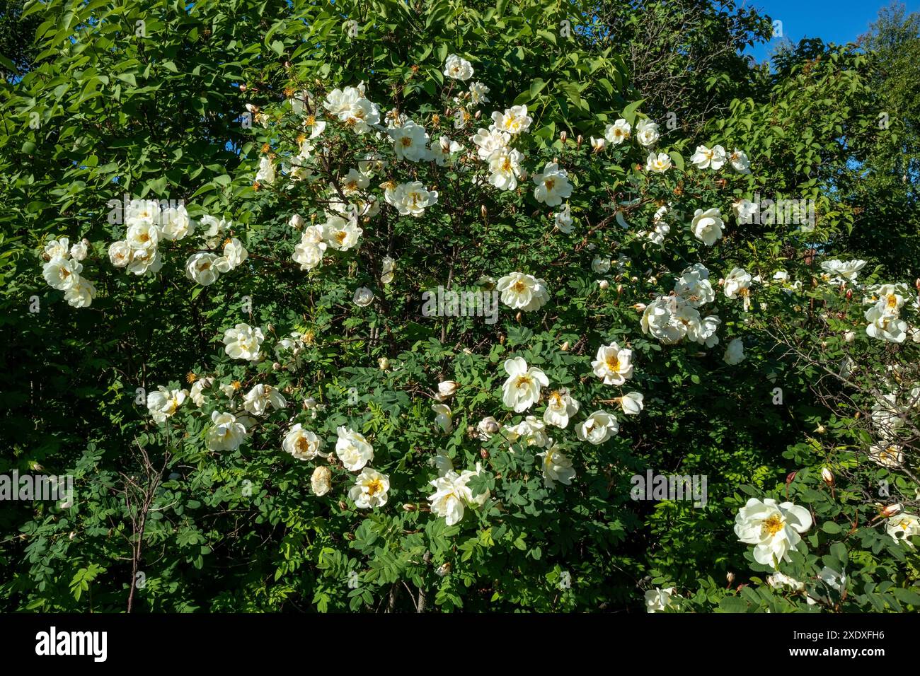 Rose blanche finlandaise floraison, Rosa spinosissima 'Plena' Banque D'Images
