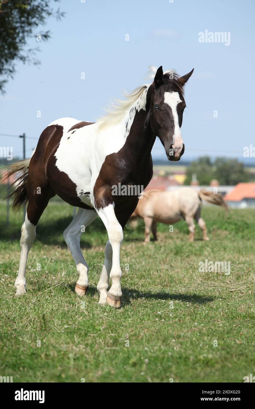 Beau cheval de peinture youg courant sur le pâturage Banque D'Images