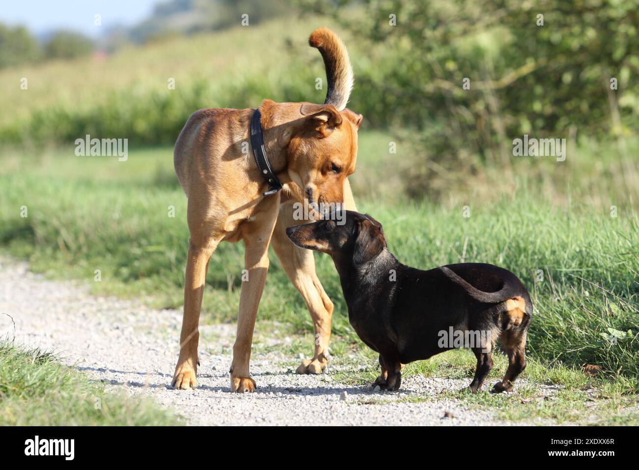 Chien et teckel de race mixte Banque D'Images
