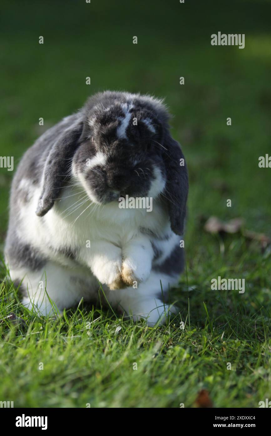 Lapin nain Banque D'Images