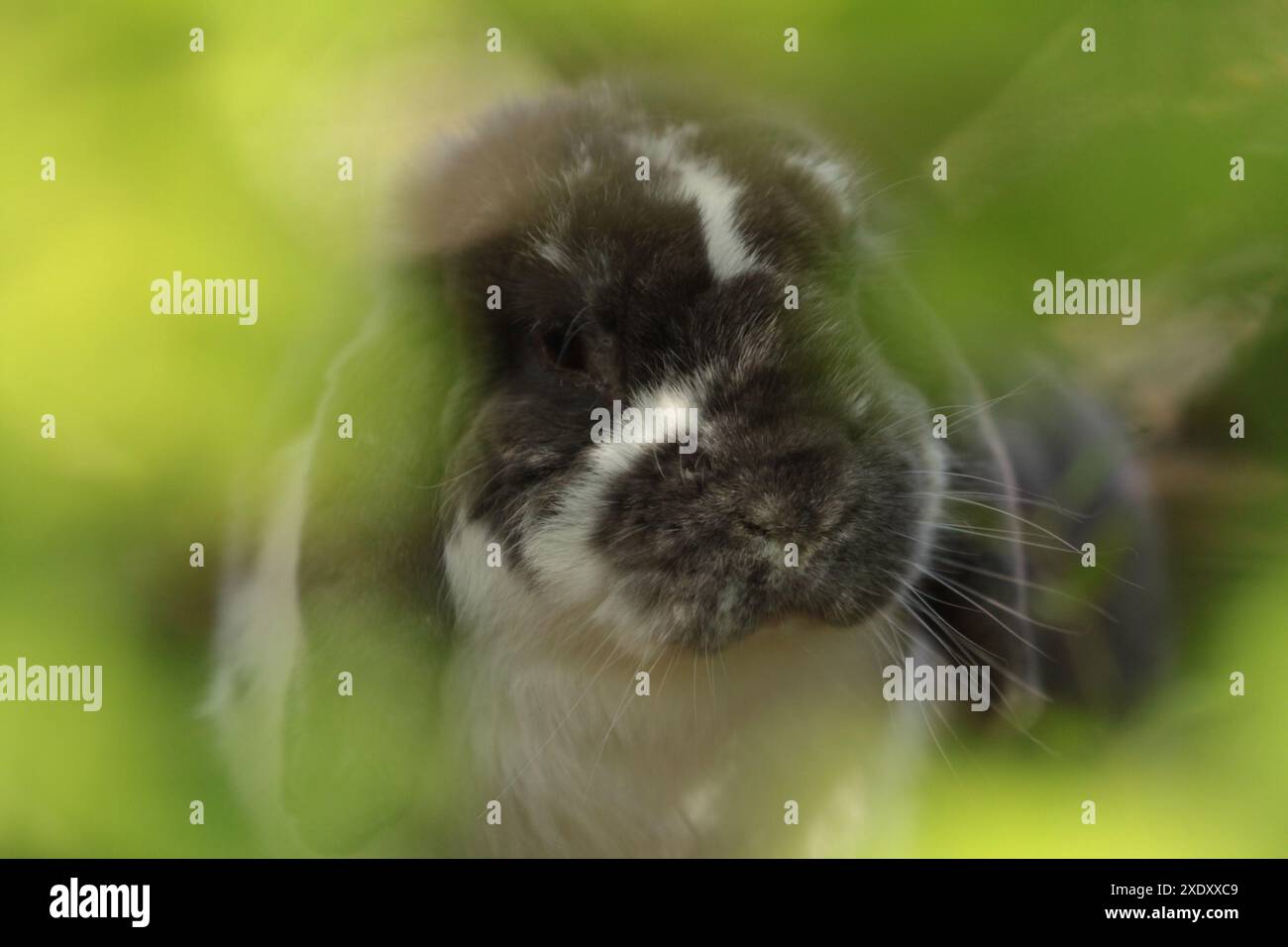 Lop-eared lapin nain Banque D'Images