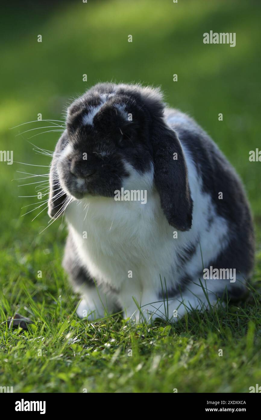 Lapin nain Banque D'Images
