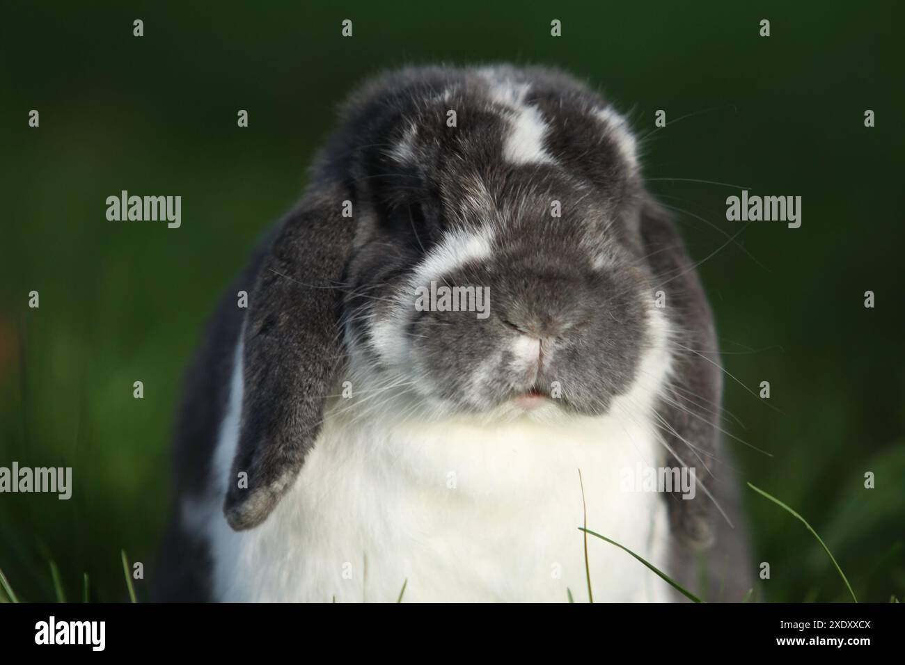 Lop-eared lapin nain Banque D'Images