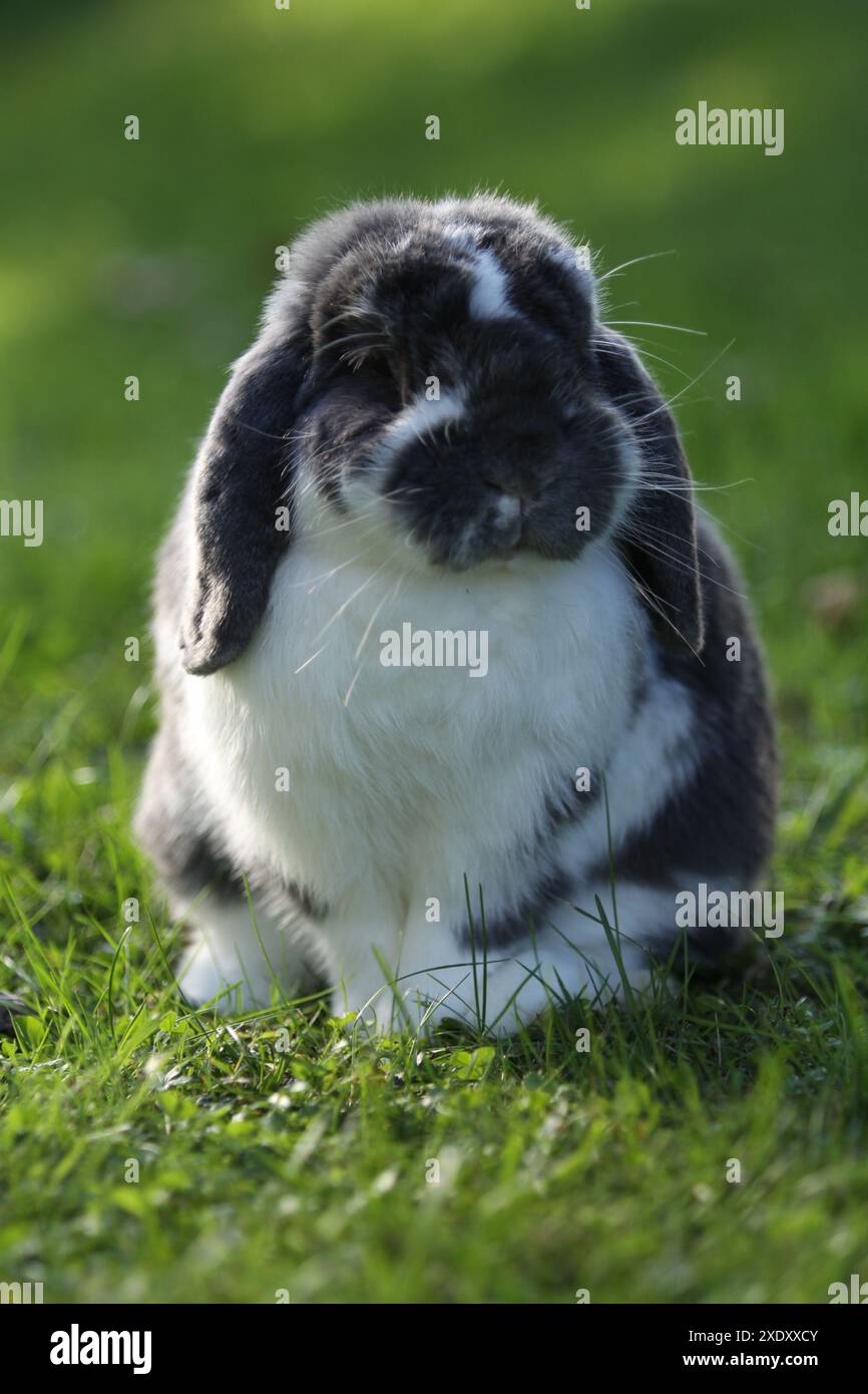 Lapin nain Banque D'Images