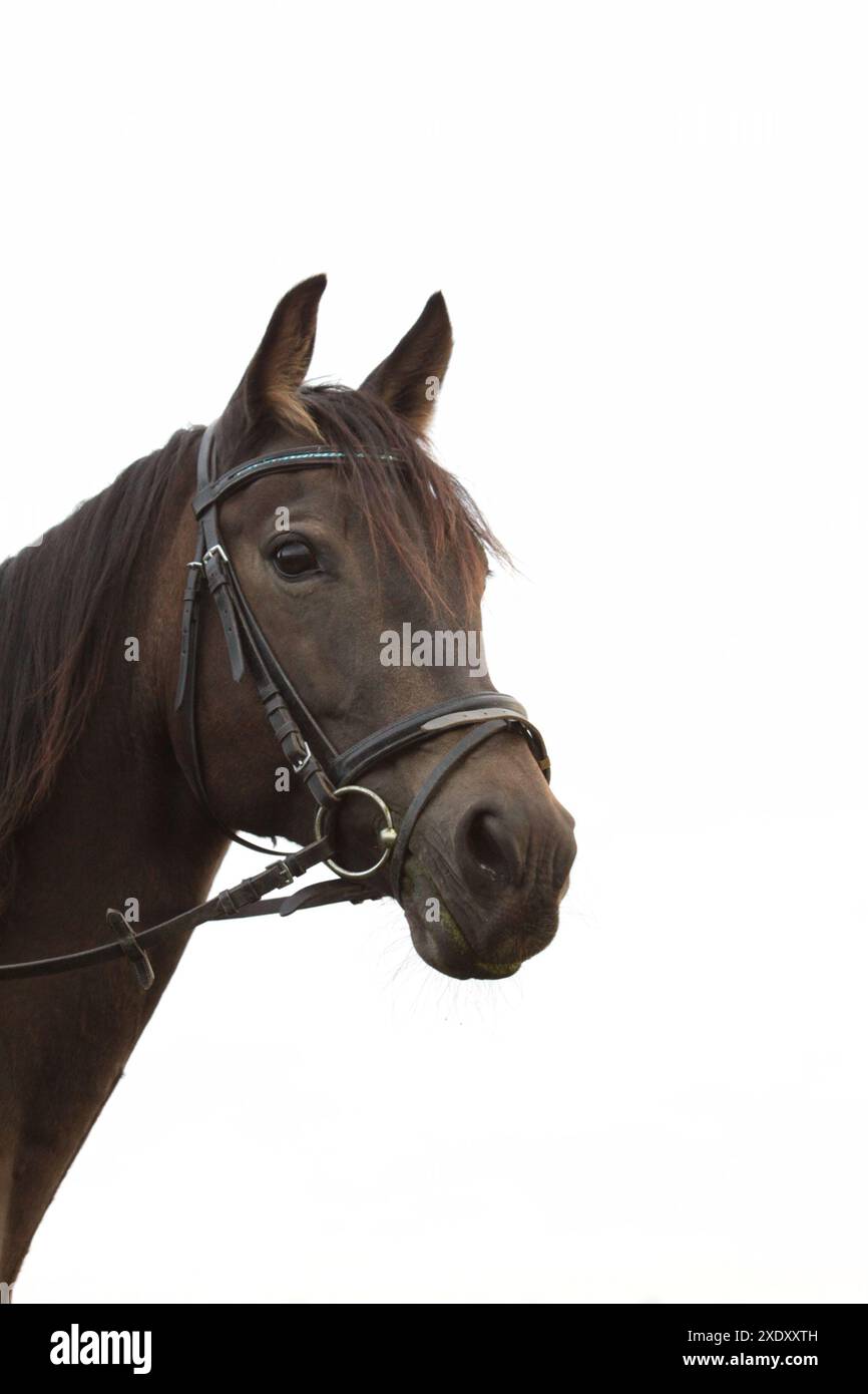 Araber-Criollo-Quarterhorse-Mix Banque D'Images
