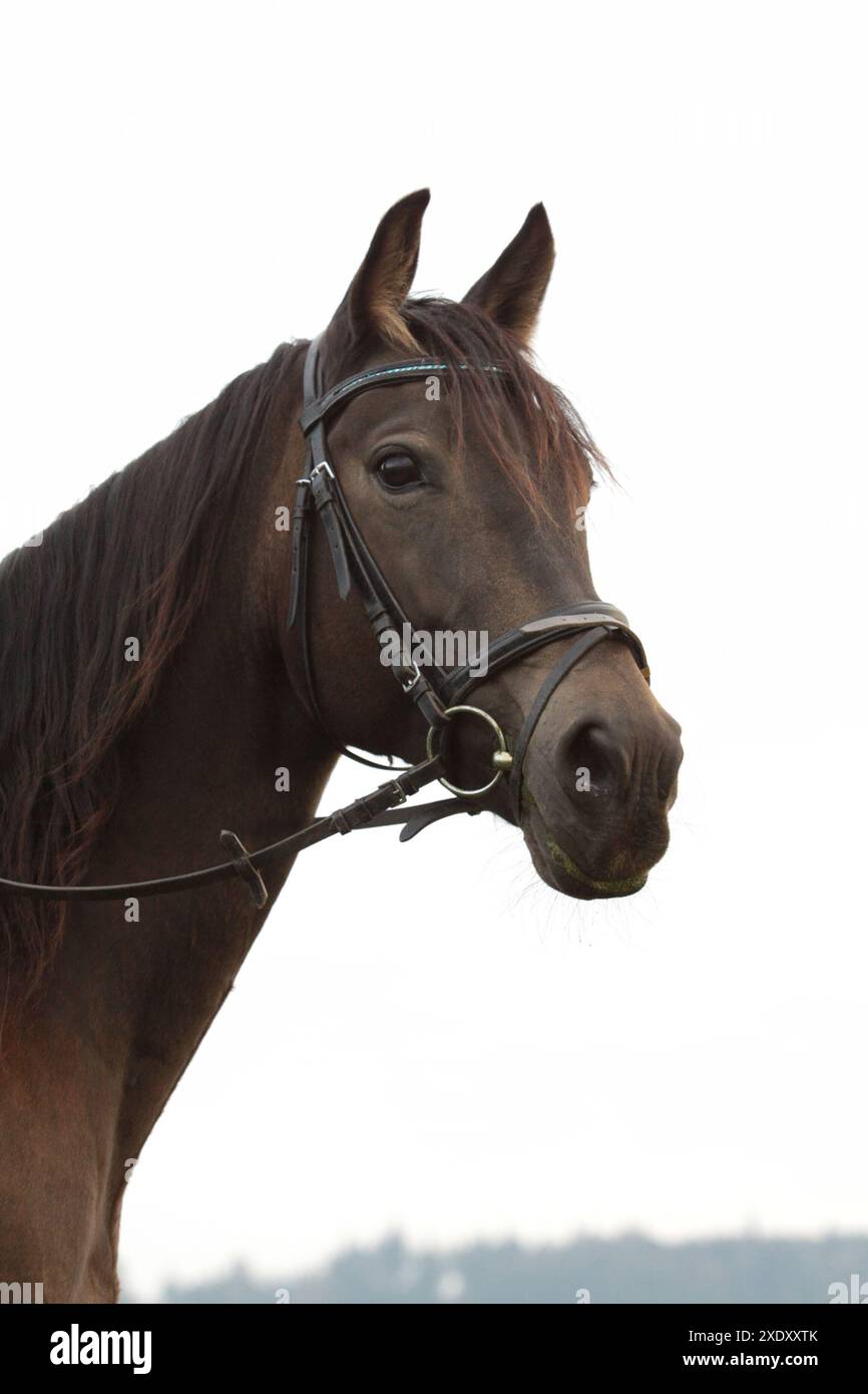 Cheval de race mixte Banque D'Images
