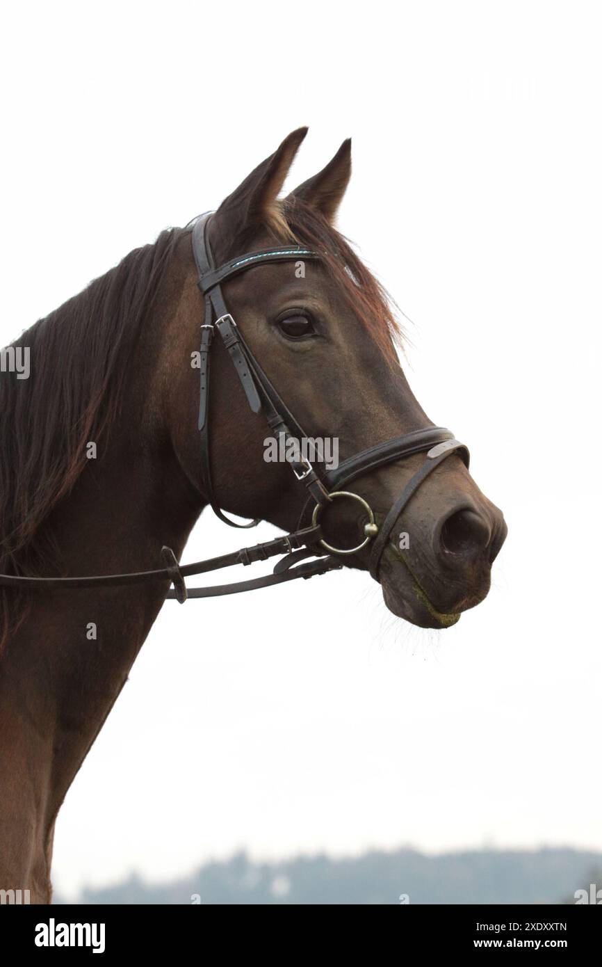 Cheval de race mixte Banque D'Images