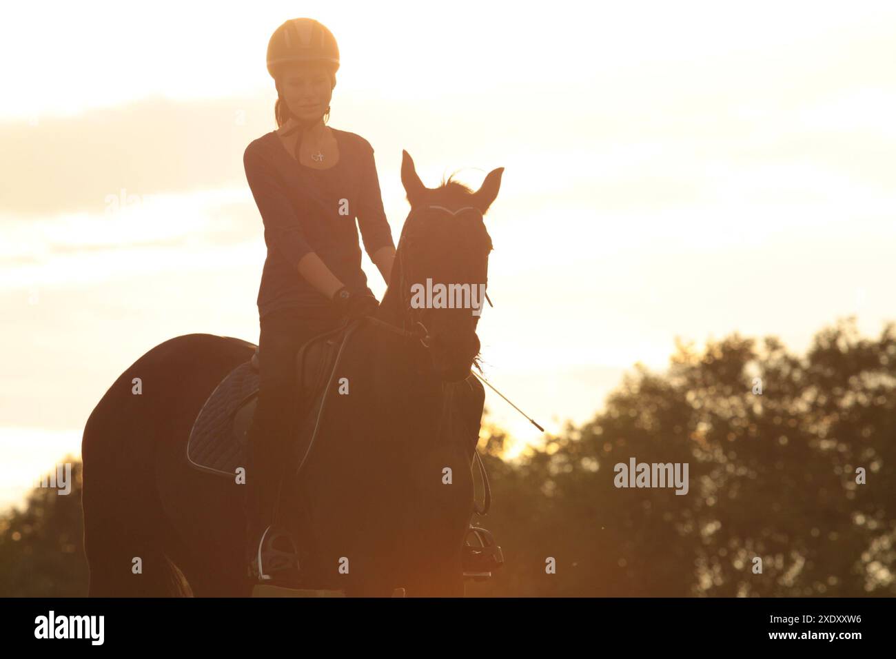 Cheval pendant le coucher du soleil Banque D'Images