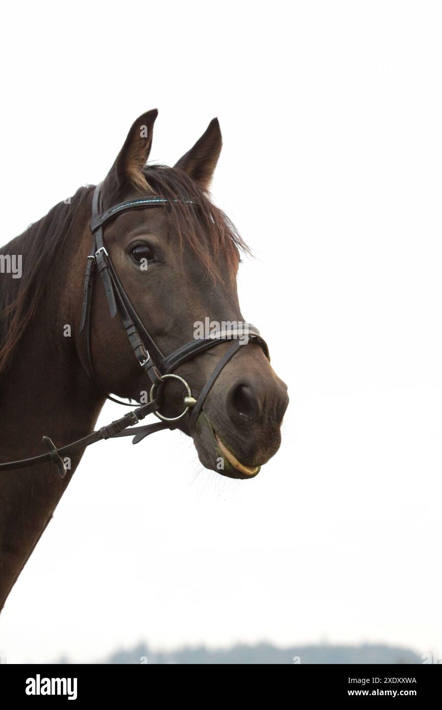 Cheval de race mixte Banque D'Images