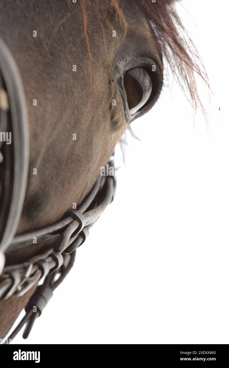 Oeil d’un cheval Banque D'Images