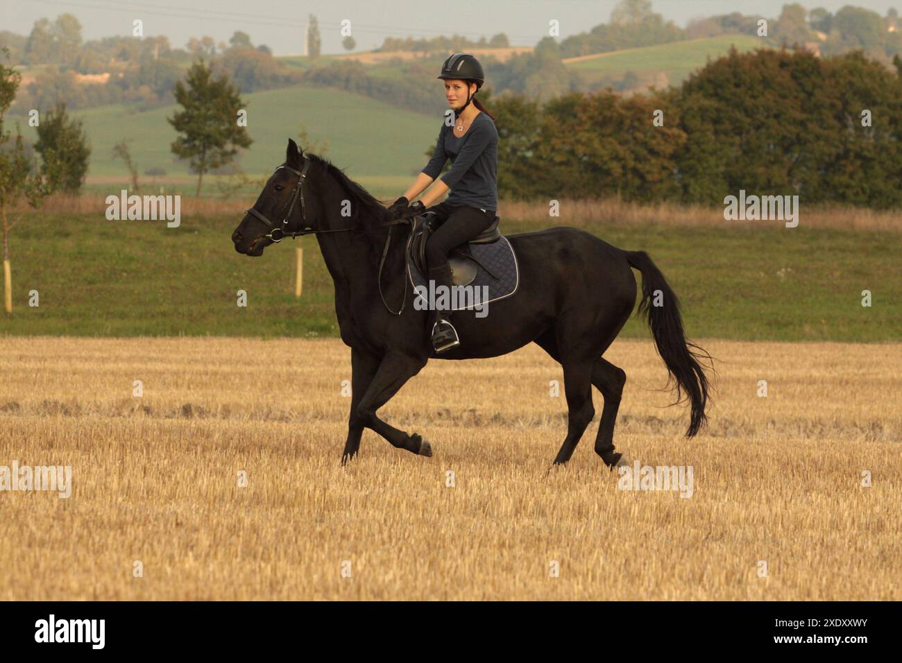 Galop dans un champ de chaume Banque D'Images
