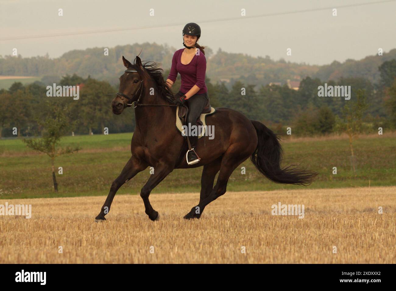 Galop dans un champ de chaume Banque D'Images