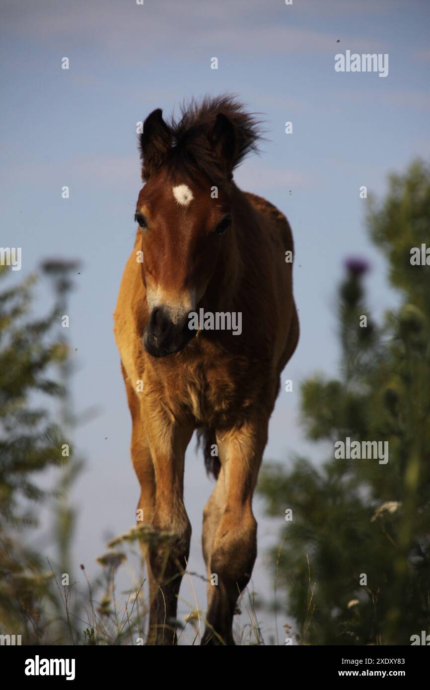 Connemarapony Foal Banque D'Images