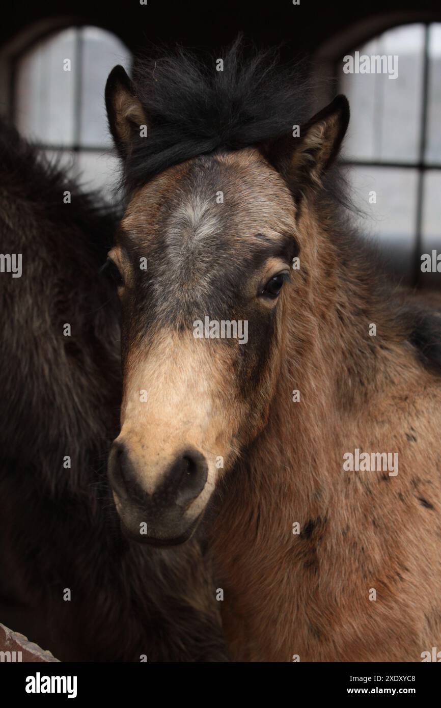 Portrait d'un poulain poney du Connemara Banque D'Images