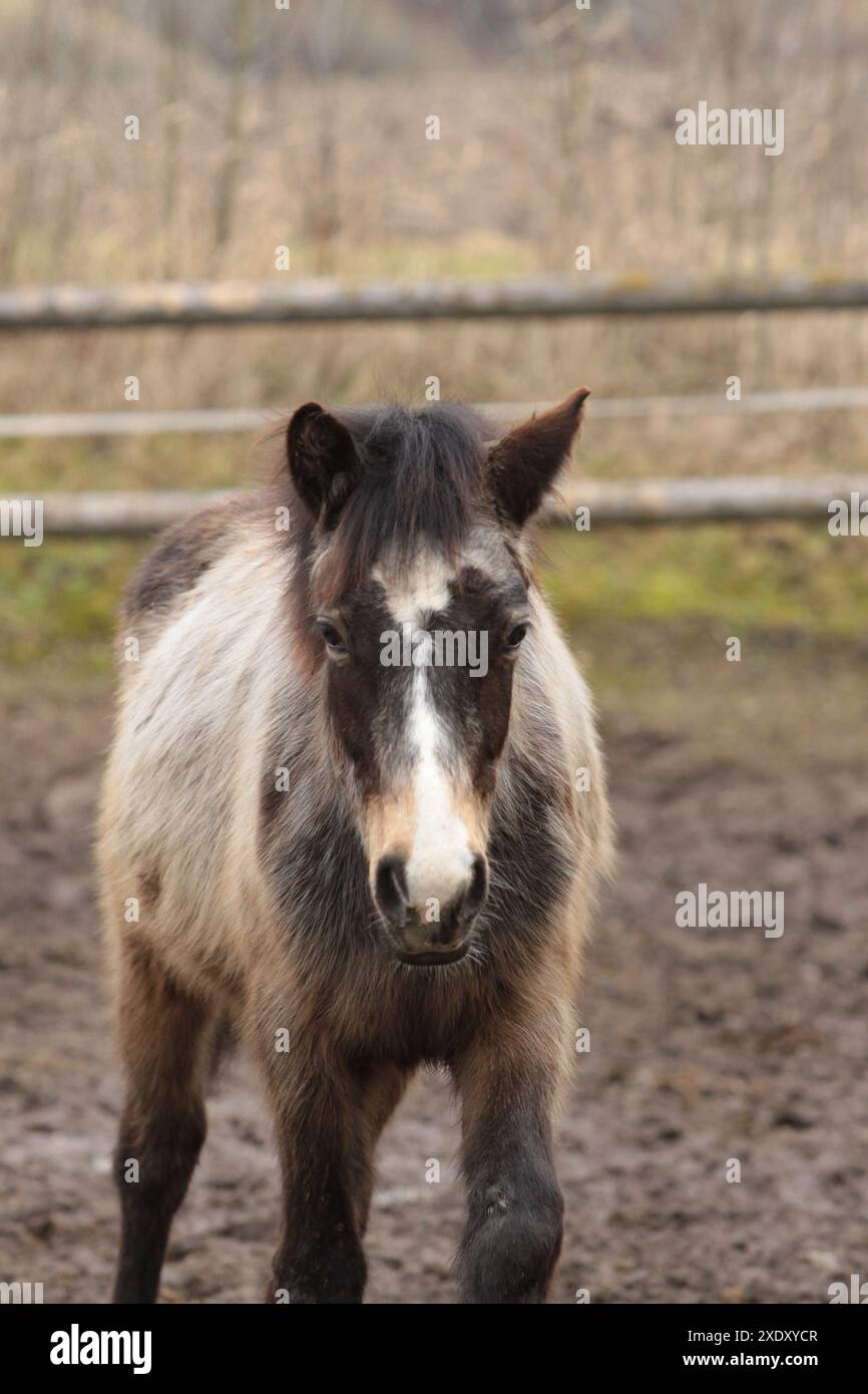 Portrait Connemara poney poulain Banque D'Images