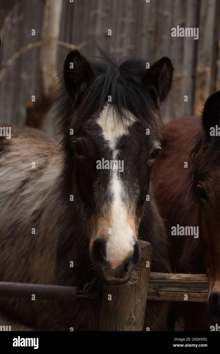 Portrait d'un poulain poney du Connemara Banque D'Images