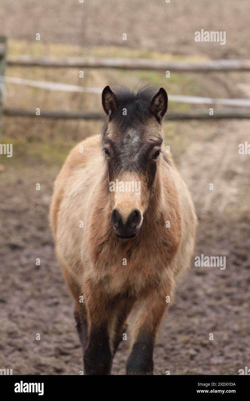 Portrait d'un poulain poney du Connemara Banque D'Images