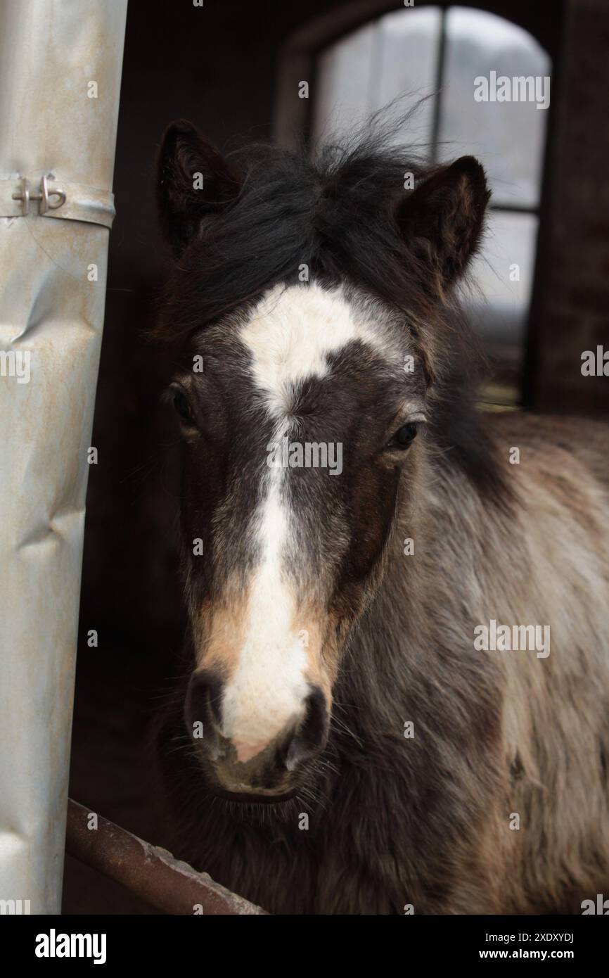 Portrait d'un poulain poney du Connemara Banque D'Images