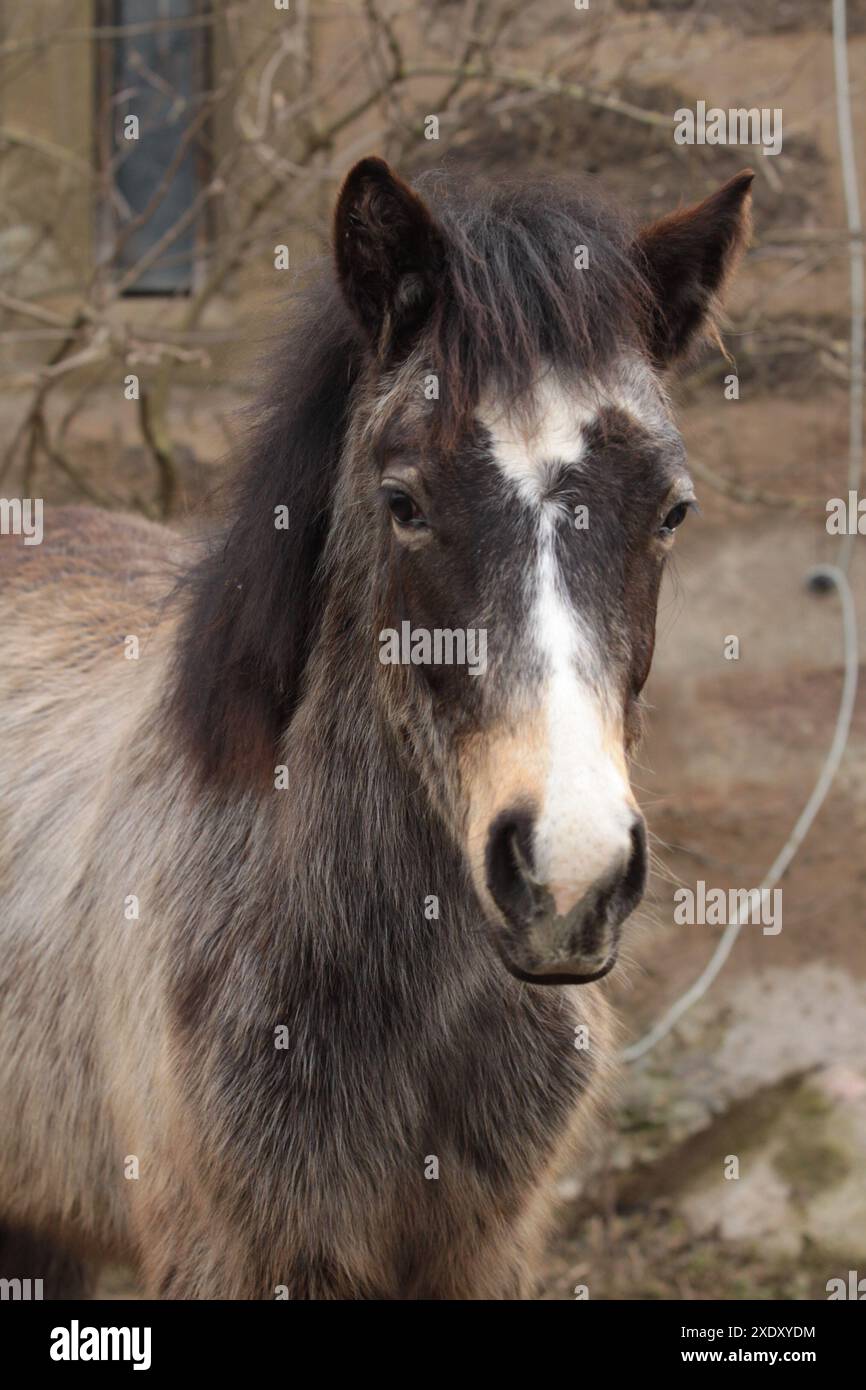 Portrait d'un poulain poney du Connemara Banque D'Images
