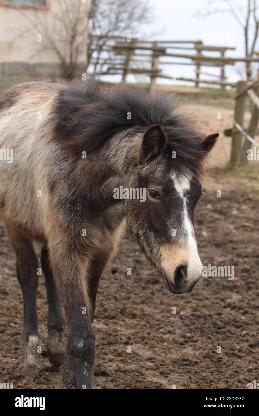 Portrait d'un poulain poney du connemara Banque D'Images