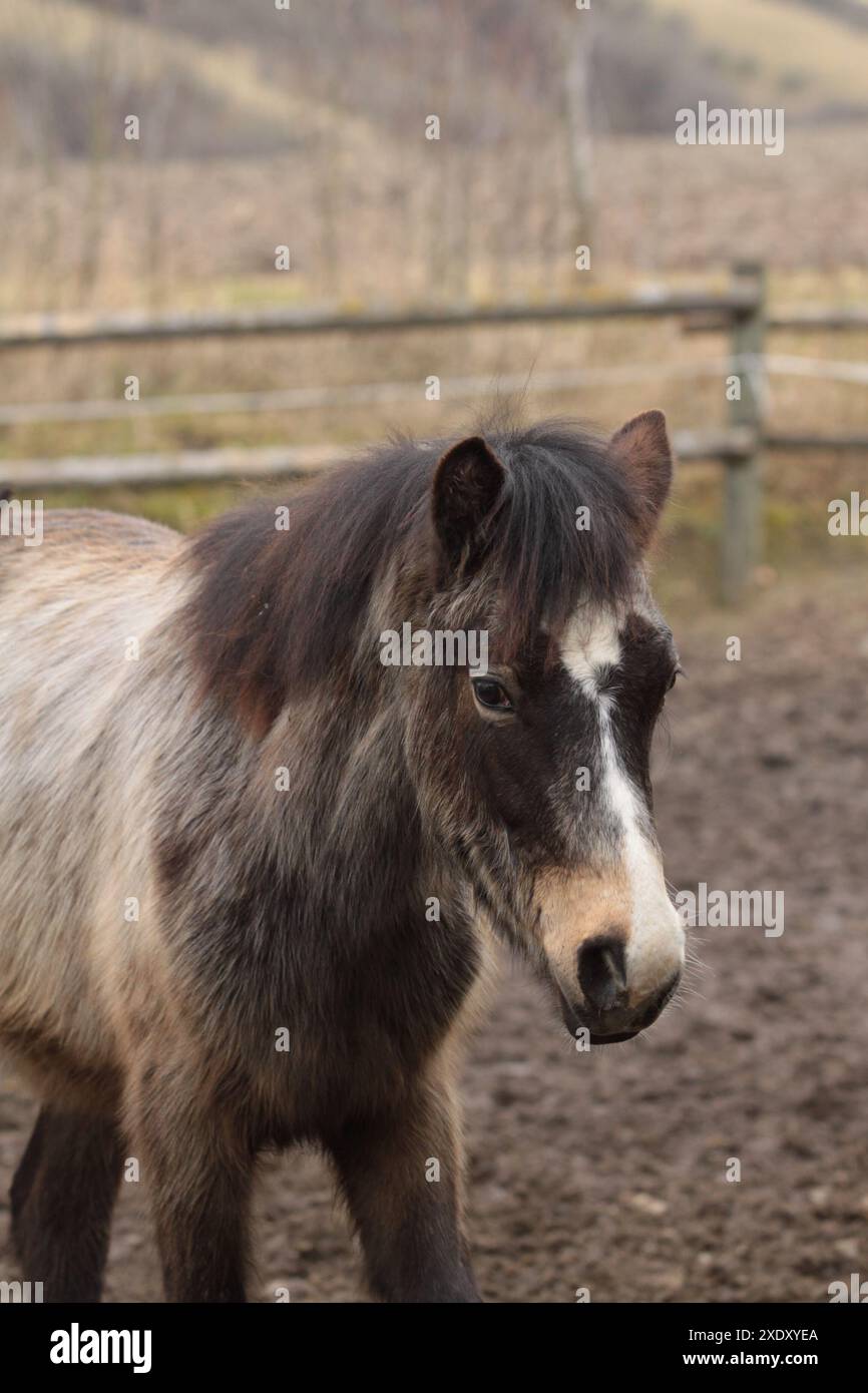 Portrait d'un poulain poney du Connemara Banque D'Images