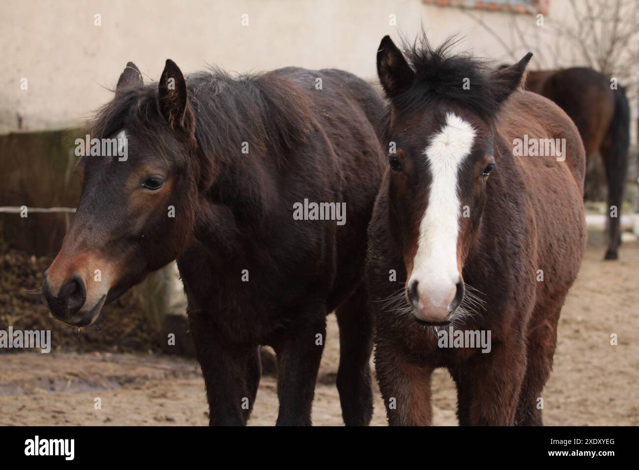 Portrait de poulains de poney du Connemara Banque D'Images