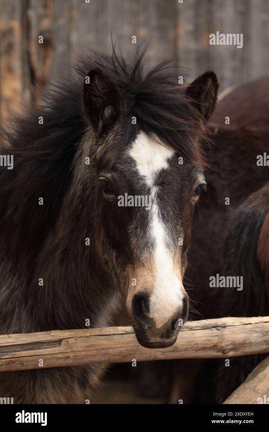 Portrait d'un poulain poney du Connemara Banque D'Images