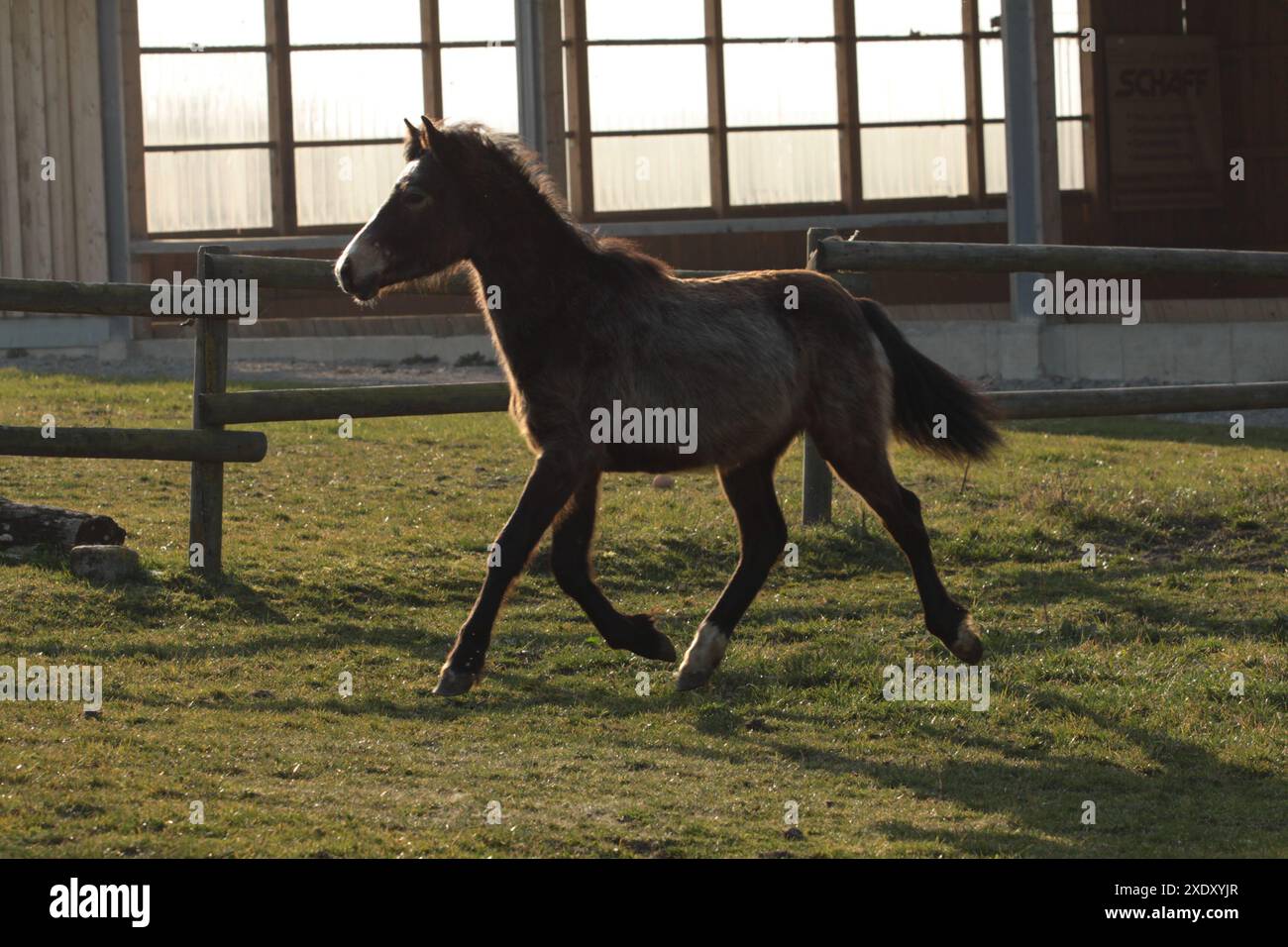 Trotter le poulain poney connemara dans le paddock Banque D'Images