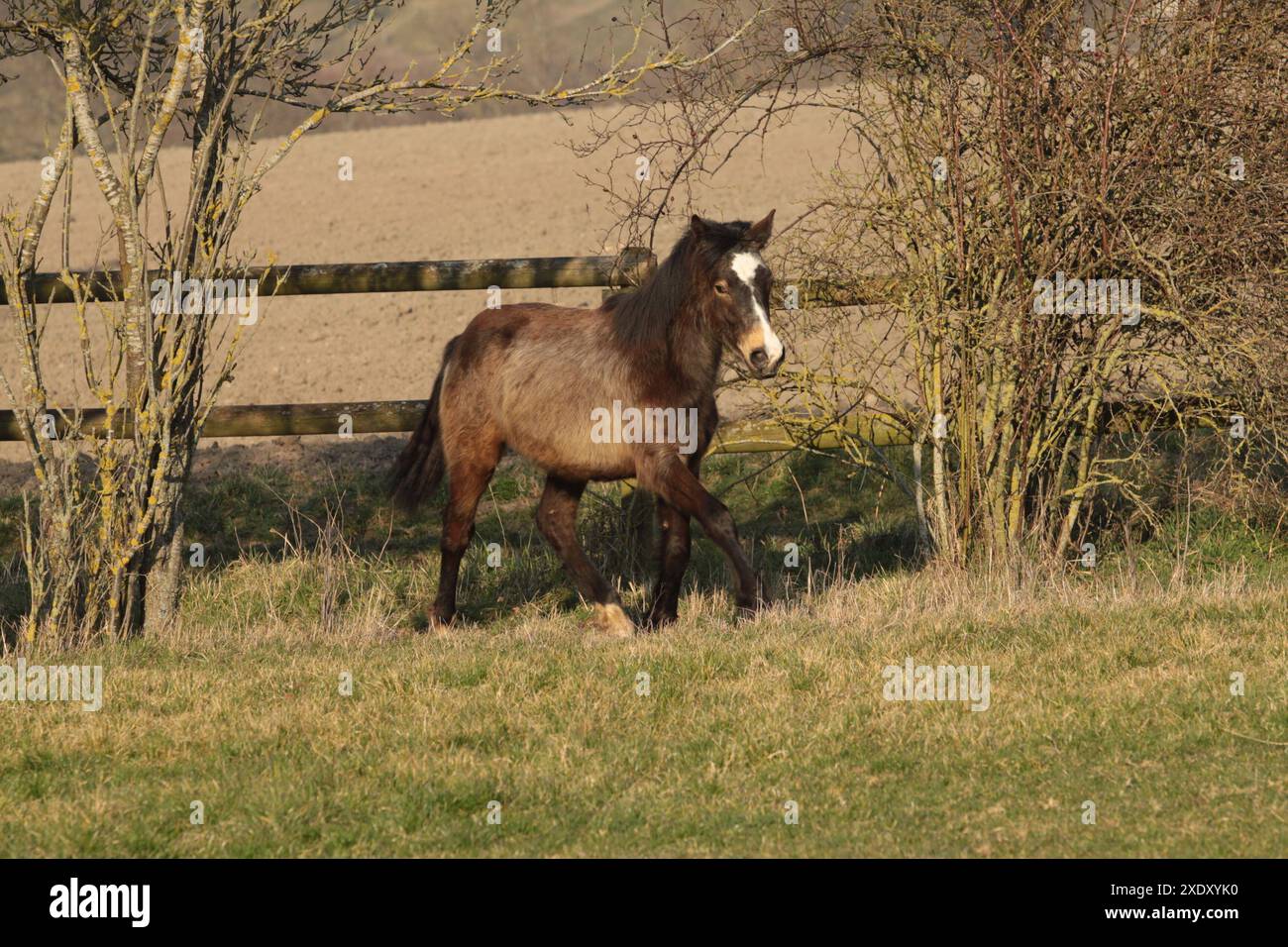 Trotter le poulain poney connemara dans le paddock Banque D'Images