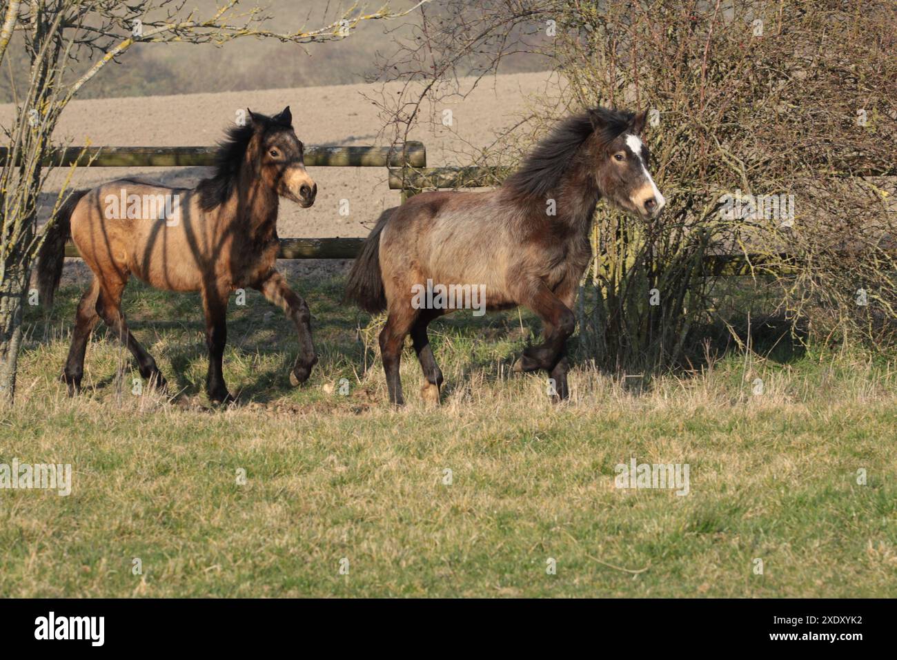 Deux poulains du Connemara trottant ensemble Banque D'Images
