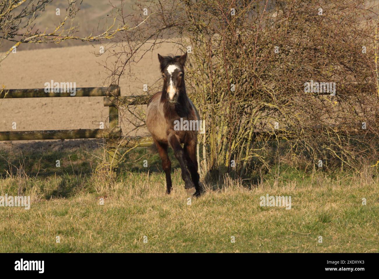 Trotter le poulain poney connemara dans le paddock Banque D'Images