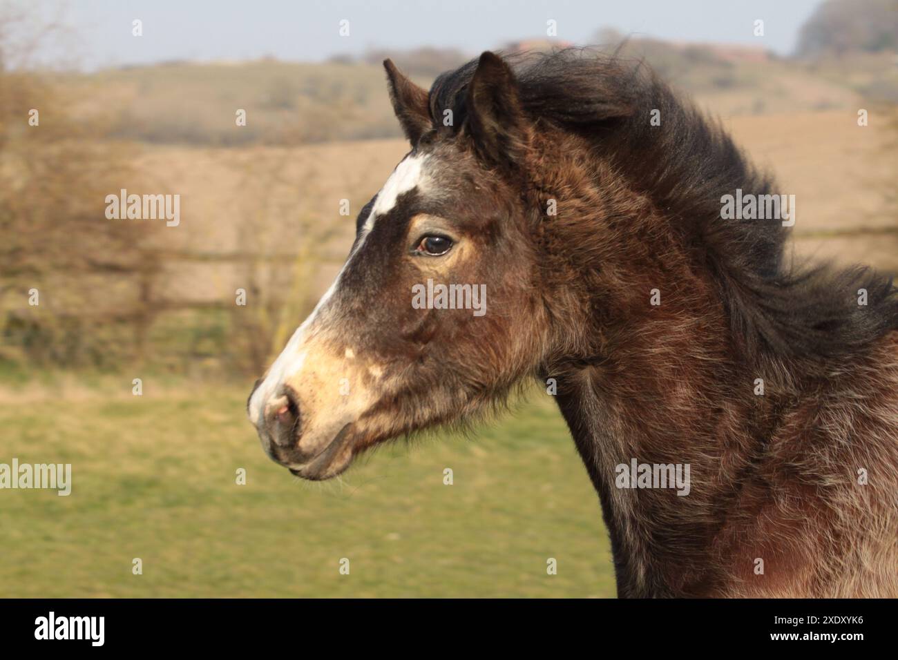 Connemara poney Foal Banque D'Images