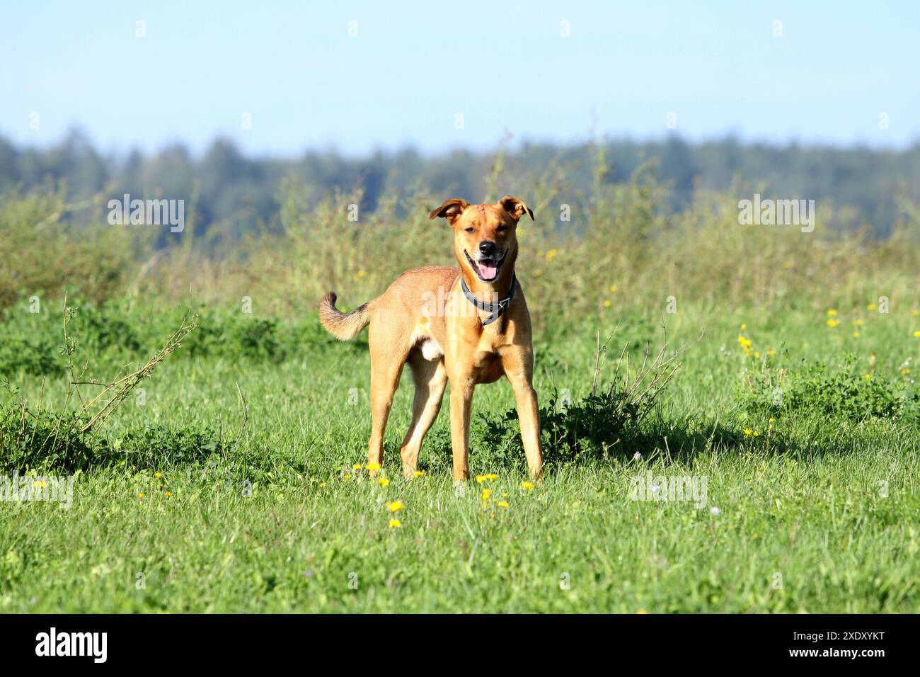 Crossbreed chien Banque D'Images