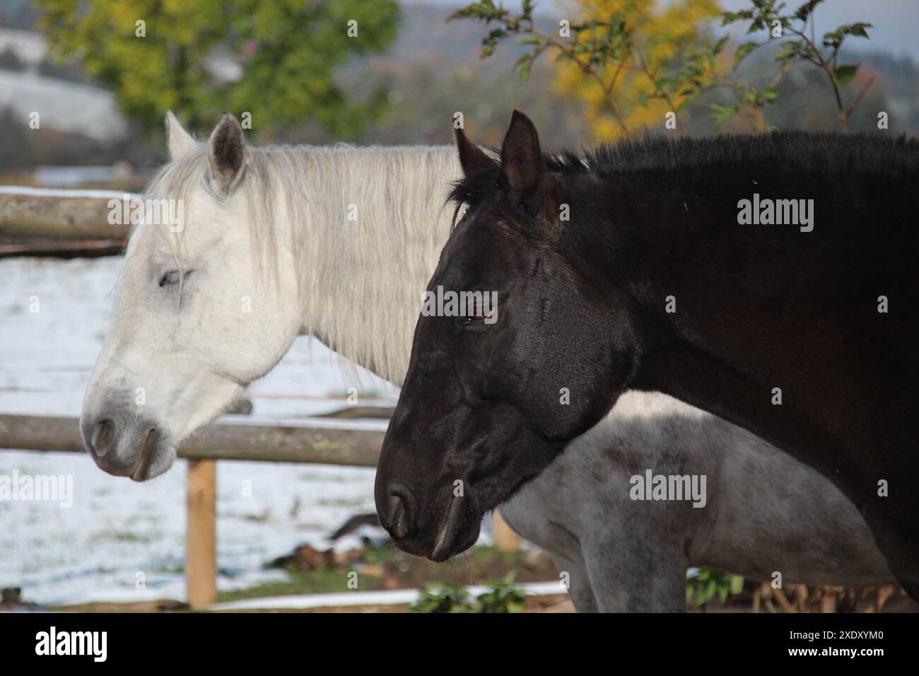 Connemara Ponys Banque D'Images