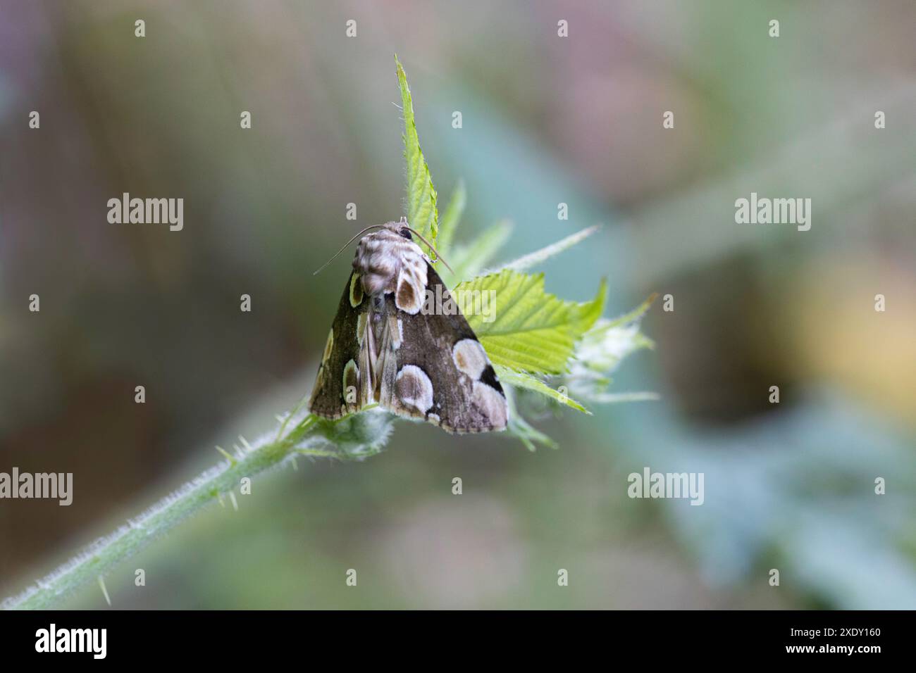 Feuilles de ceramble de mothon en fleurs de pêcher (Thyatira batis) dans une zone gérée pour la conservation des papillons dans le parc forestier de Haldon, Exeter, Royaume-Uni Banque D'Images