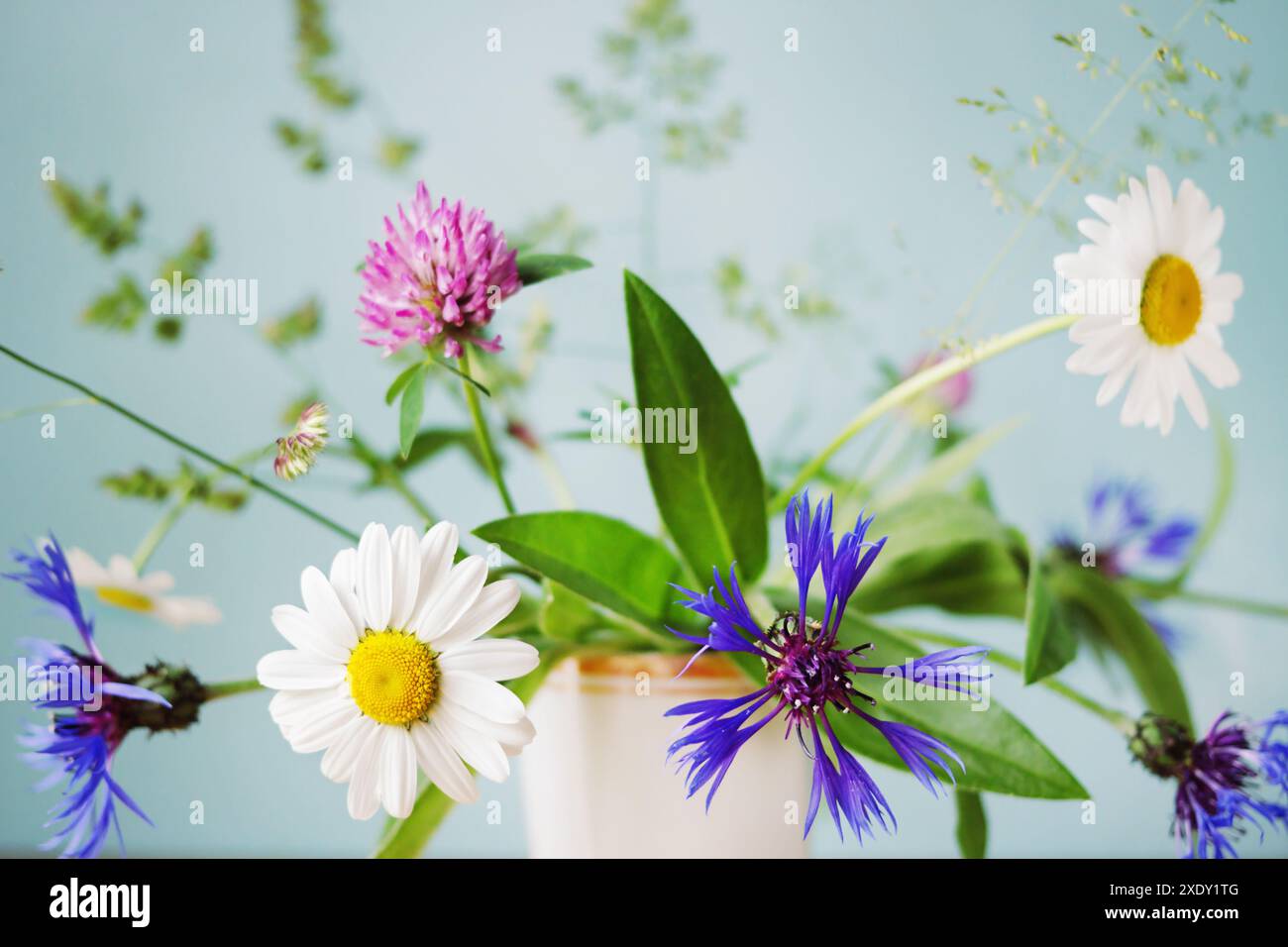Fleurs sauvages sur bleu clair Banque D'Images