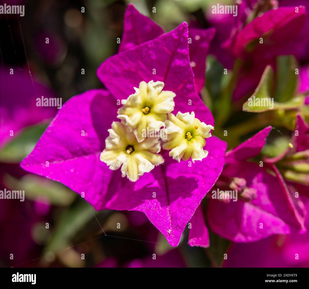 Fleurs exotiques et aux couleurs vives au Portugal Banque D'Images