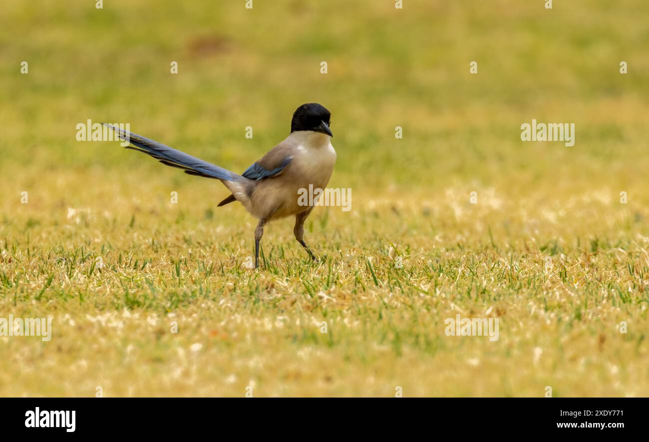 Pie ibérique dans un jardin au Portugal Banque D'Images