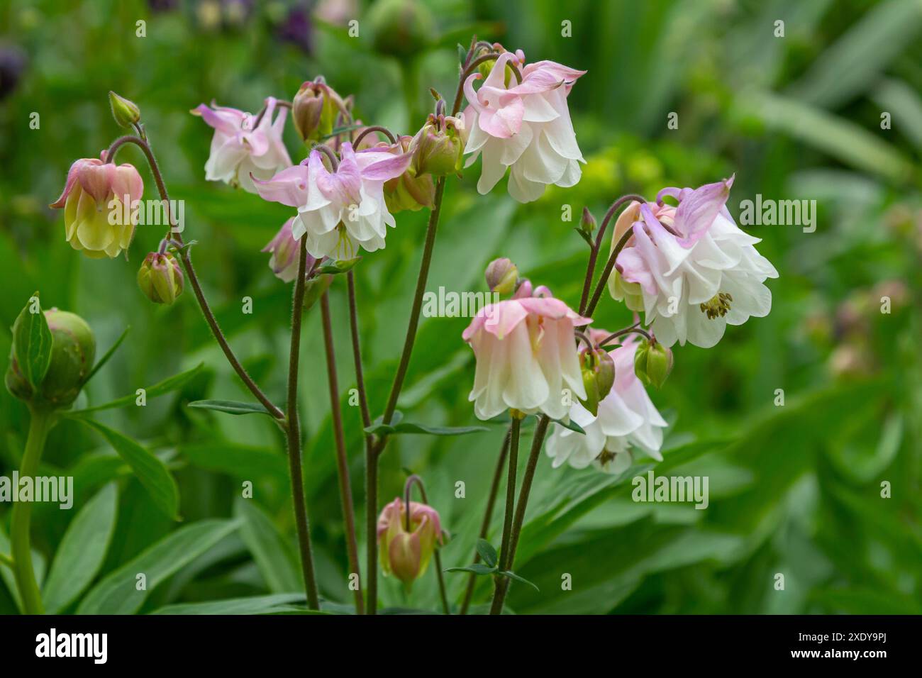 Blooming Aquilegia, plante de columbine dans le jardin. beau fond de printemps floral. Banque D'Images