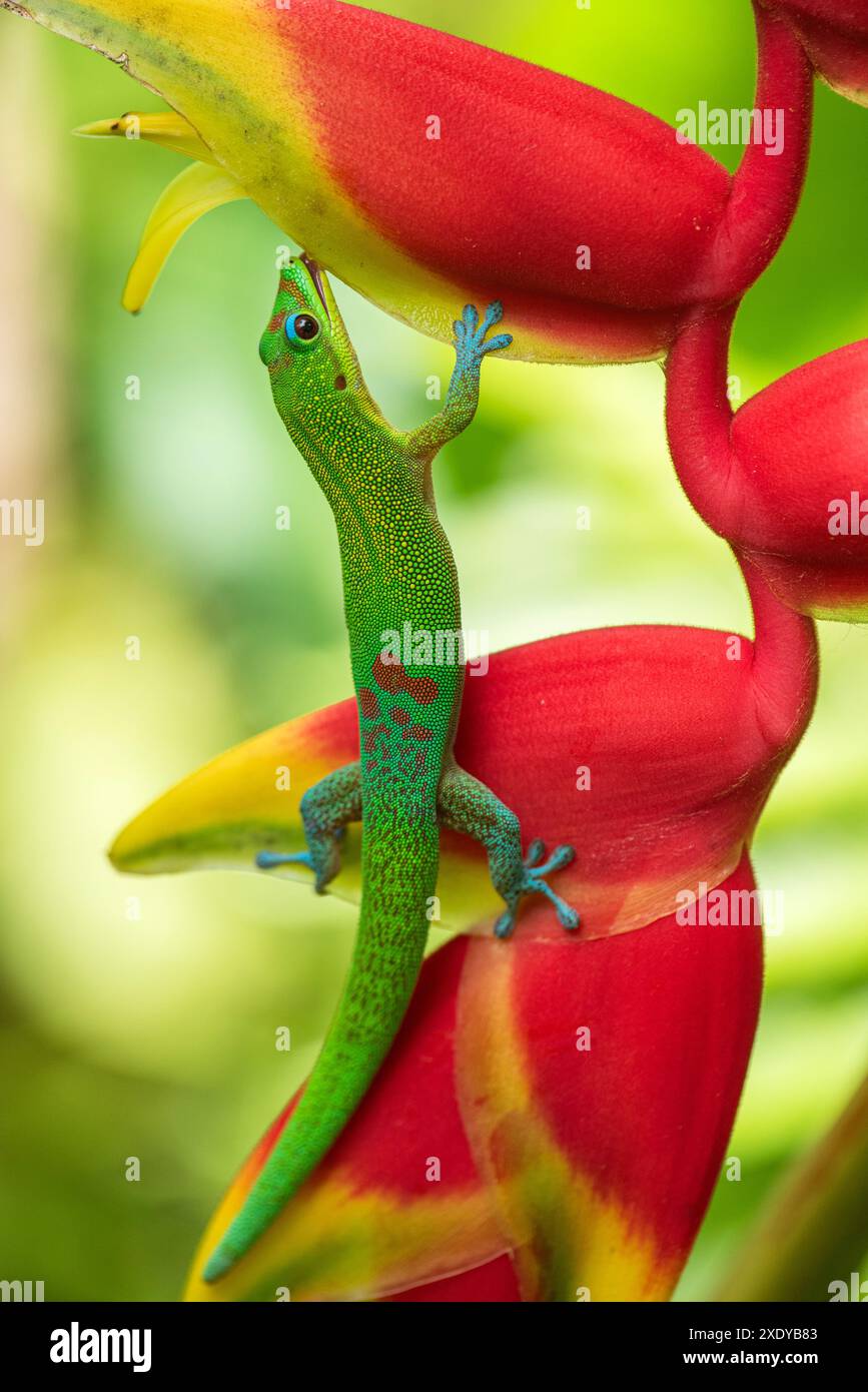 Un gecko vibrant sur une feuille de bananier, les yeux larges, regardant directement la caméra dans un jardin tropical hawaïen. Banque D'Images