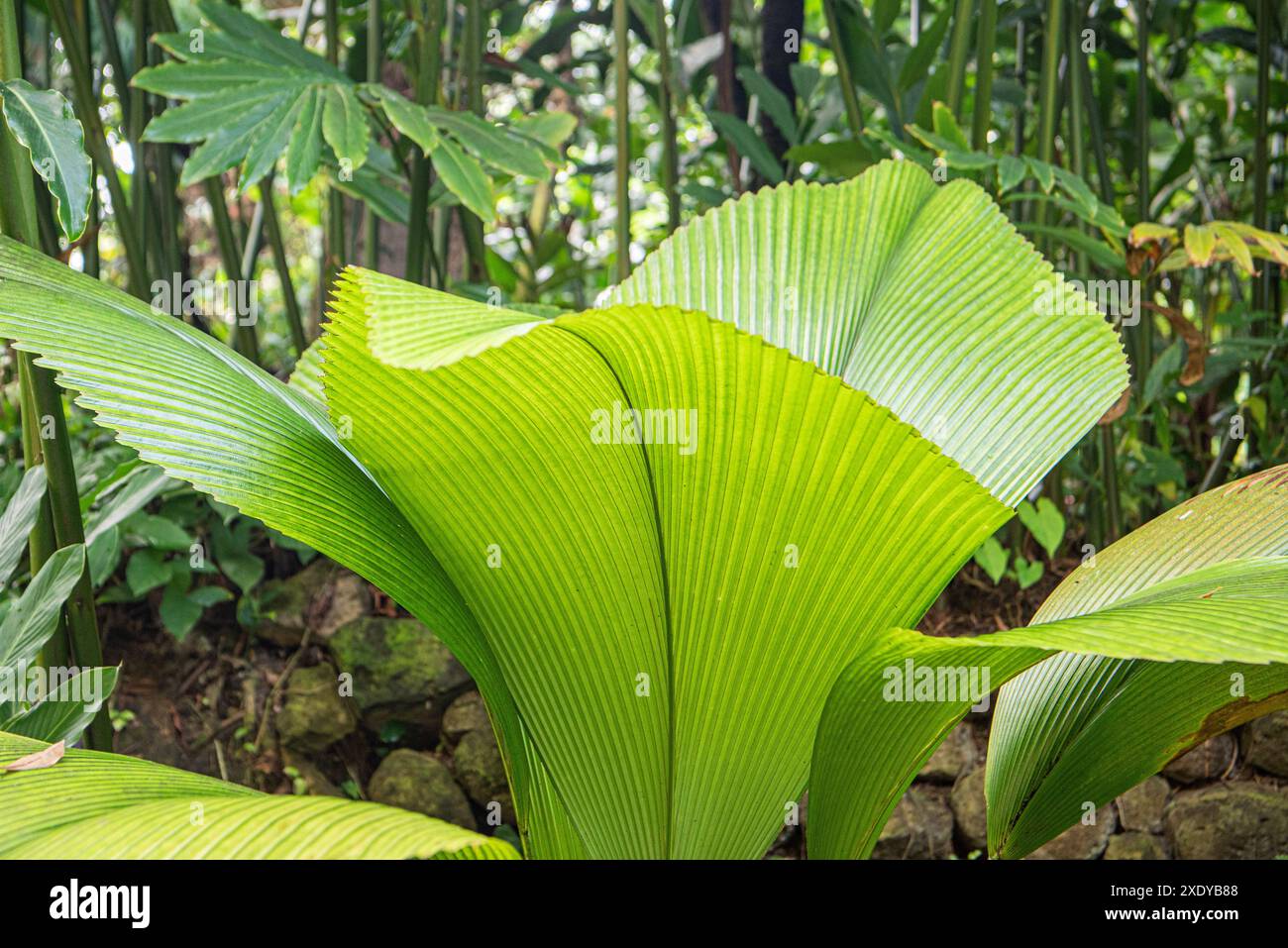 Licuala Grandis, avec ses grandes feuilles en forme d'éventail, se dresse majestueusement dans le jardin tropical animé de Hilo, sous le chaud soleil hawaïen Banque D'Images