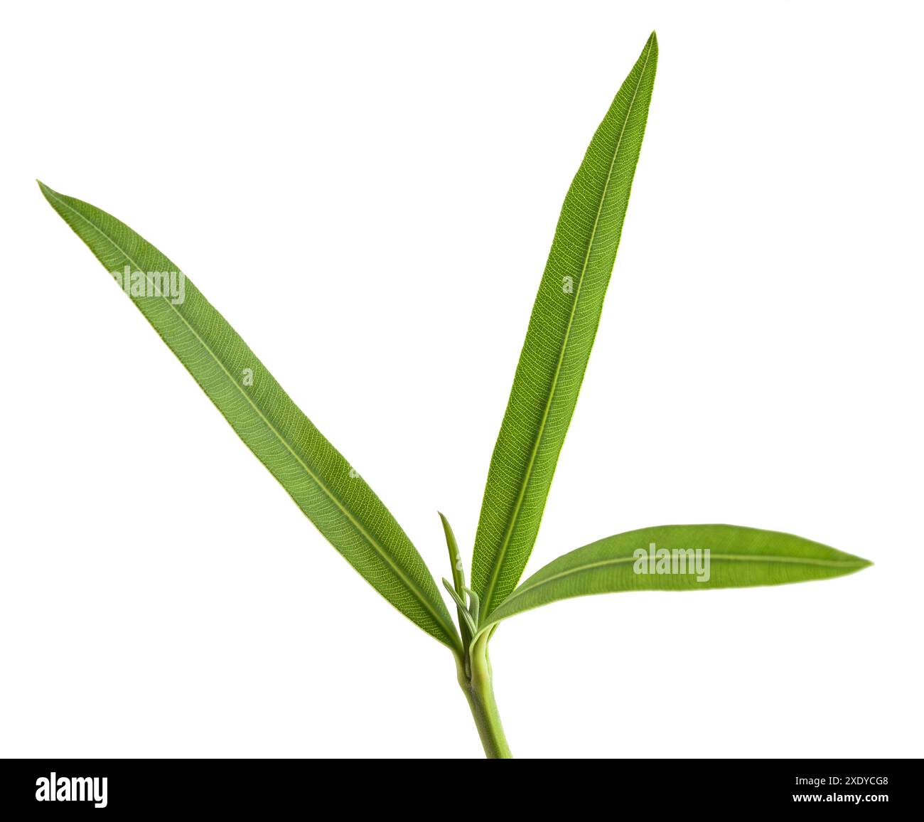 Direction générale de l'Oleander avec des feuilles isolées sur fond blanc Banque D'Images Direction générale de l'Oleander avec des feuilles isolées sur fond blanc Banque D'Images