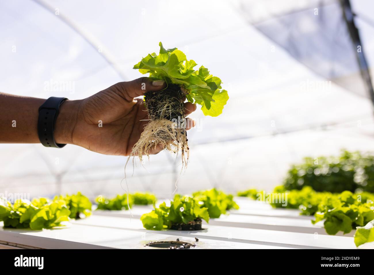 Main tenant la plante de laitue hydroponique avec des racines dans la ferme de serre Banque D'Images