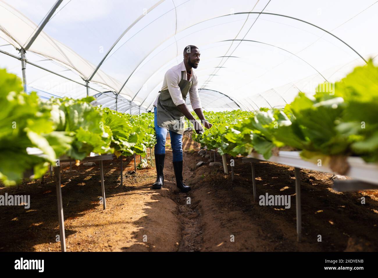 Agriculteur s'occupant de plantes de laitue hydroponique en serre, portant tablier et bottes, espace de copie Banque D'Images